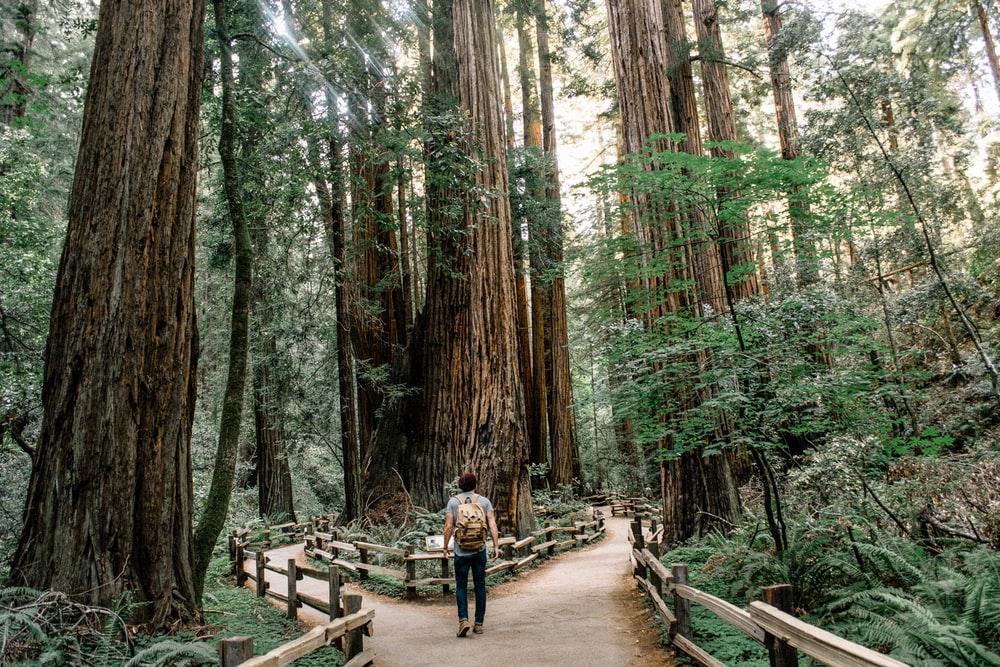 man wearing gray T-shirt standing on forest